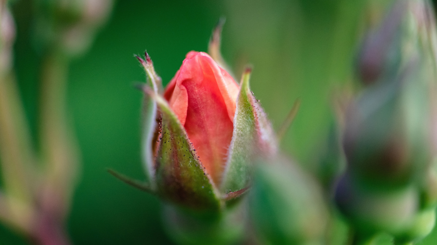 Чем занимаются растения в течение дня растения, растений, просто, которые, растение, чтобы, цветки, листья, процесс, могут, сигналы, летучие, сигнал, может, вещества, используют, пшеница, которая, активной, гниения