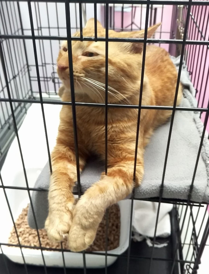 18 обитателей приюта, которые кого хочешь покорят, и моргнуть не успеешь 18 обитателей приюта, которые кого хочешь покорят, и моргнуть не успеешь