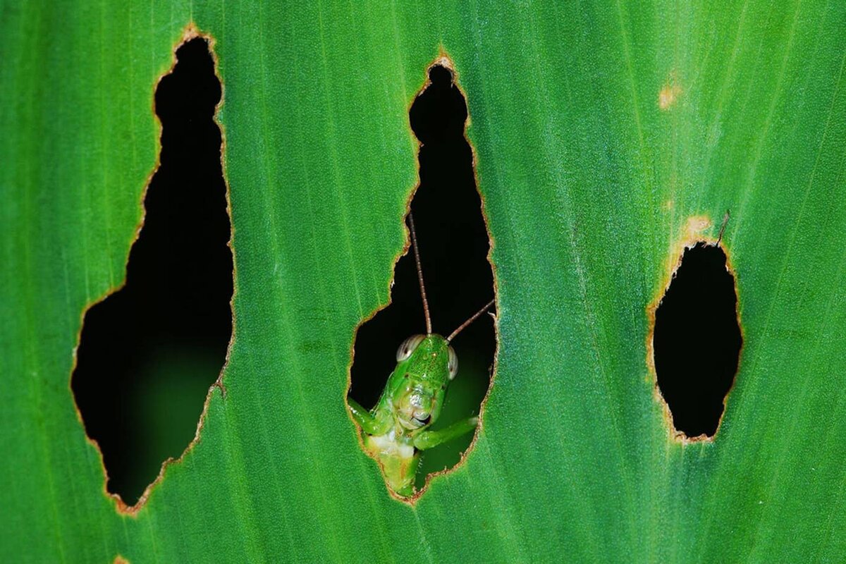 Лучшие смешные фотографии дикой природы парке, национальном, конкурса, Wildlife, дикой, Photography, IndependentБегемоты, издания, мнению, проведения, время, фотографий, лучших, несколько, КенииВот, недельное, сафарипутешествие, берег, выиграет, БеррардЛукасПобедитель