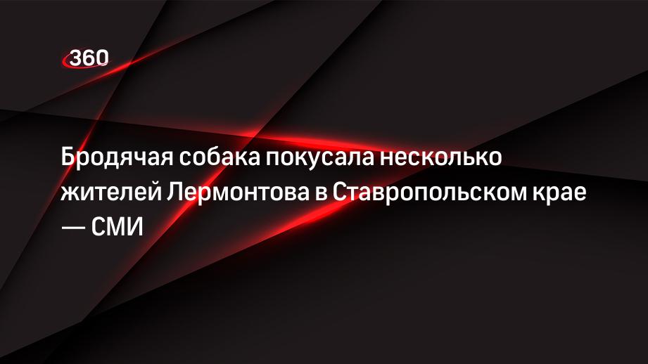 Бродячая собака покусала несколько жителей Лермонтова в Ставропольском крае — СМИ