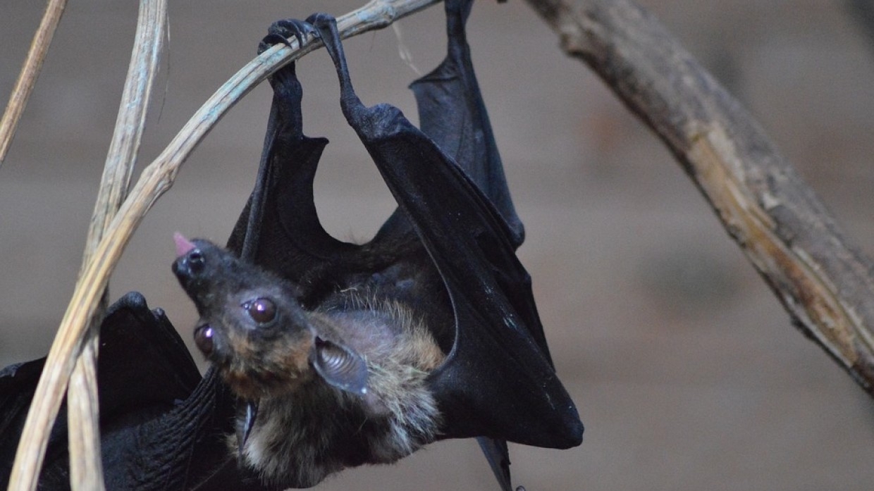 Летучая мышь совершила перелет из Великобритании в Россию и погибла от лап кошки