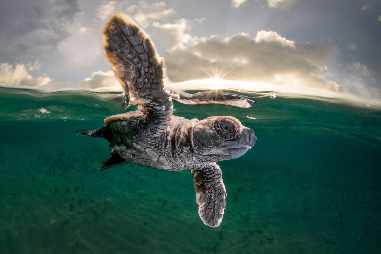 Детеныш черепахи впервые отправляется в море