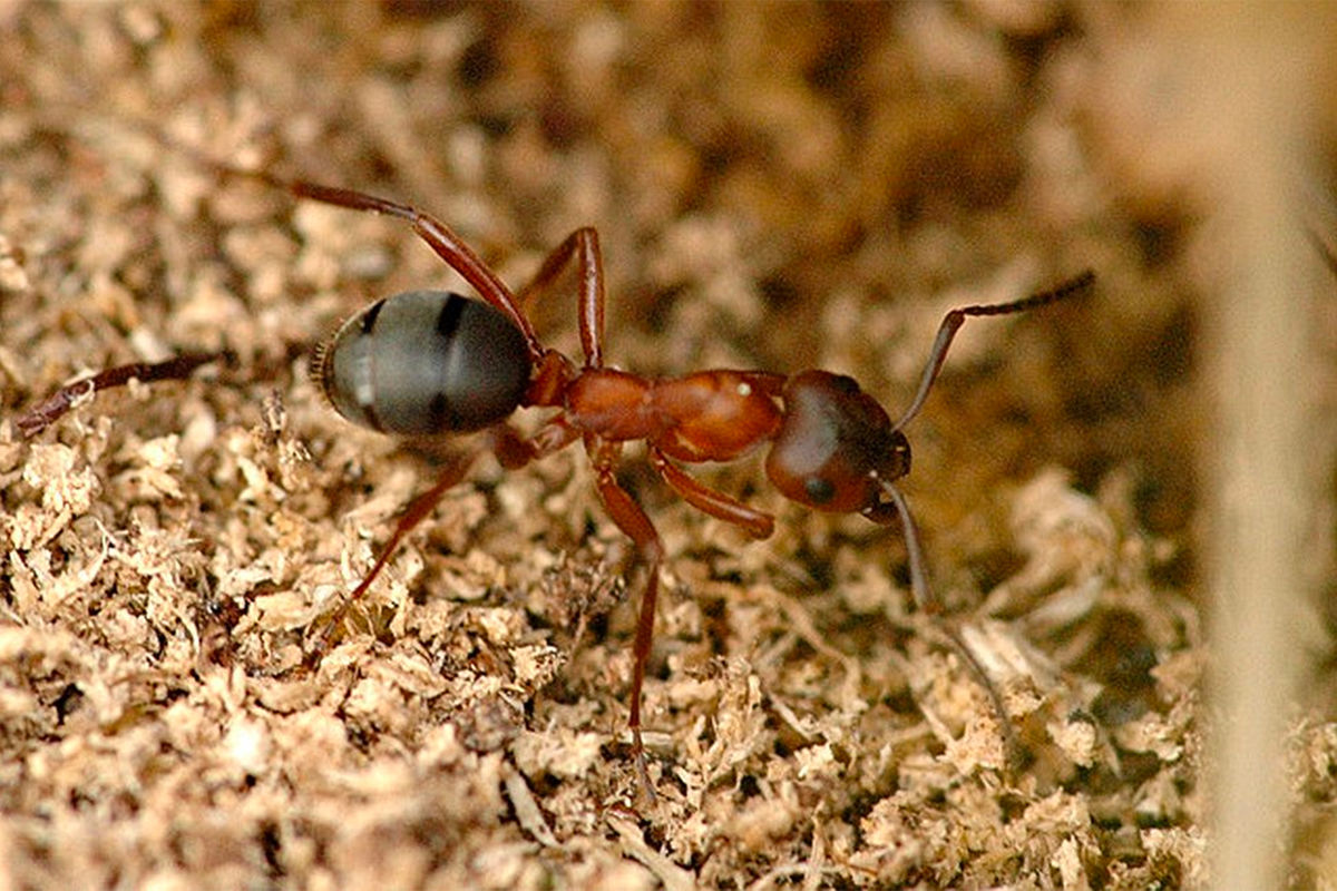CurBio: муравьи способны очищать раны и ампутировать конечности больным особям