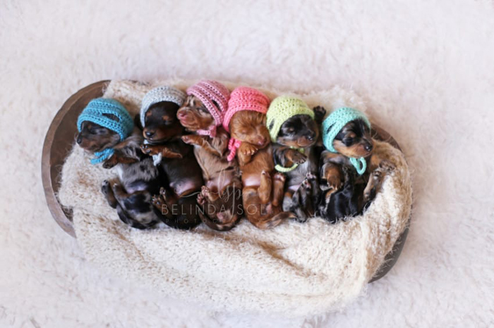 Гордая мама шестерых: фотосессия беременной таксы и новорожденных щенят