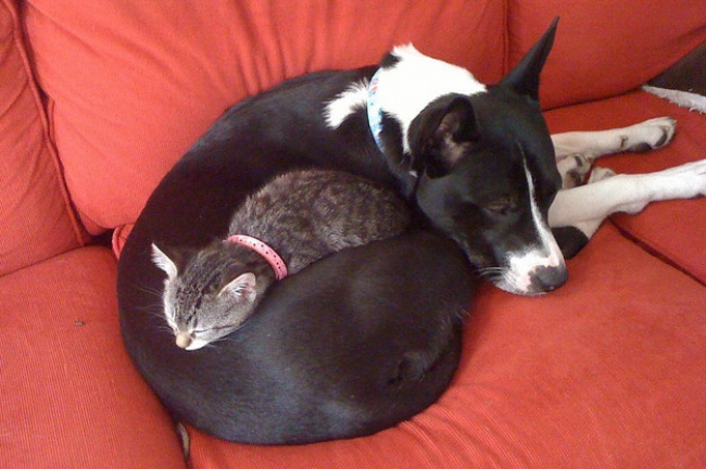 И жили они как кошка с собакой — он ее охранял, она его любила. 20 фото котов, которые жить не могут без собак