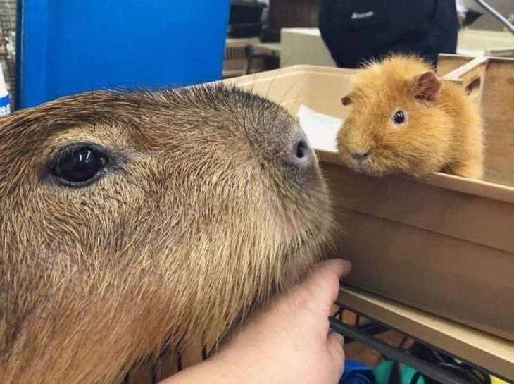 Прикольные мемы и картинки Прикольные мемы и картинки