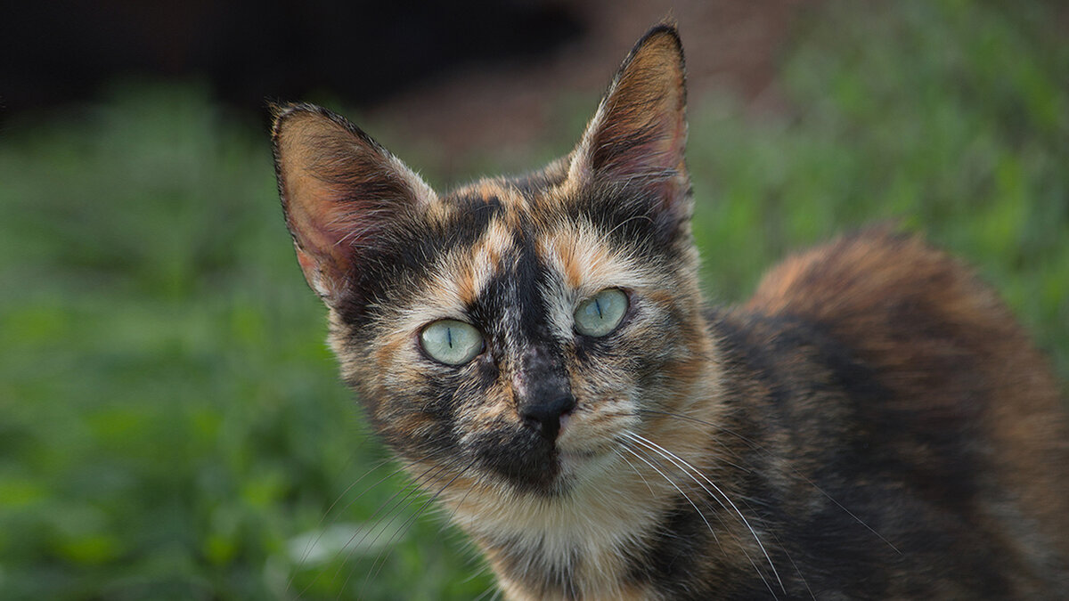 Куркуль и сваха