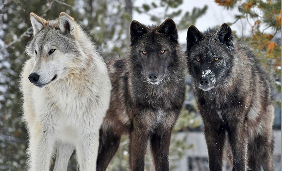 В лесу стаи волков могут жить рядом, но они всегда избегают друг друга: видео