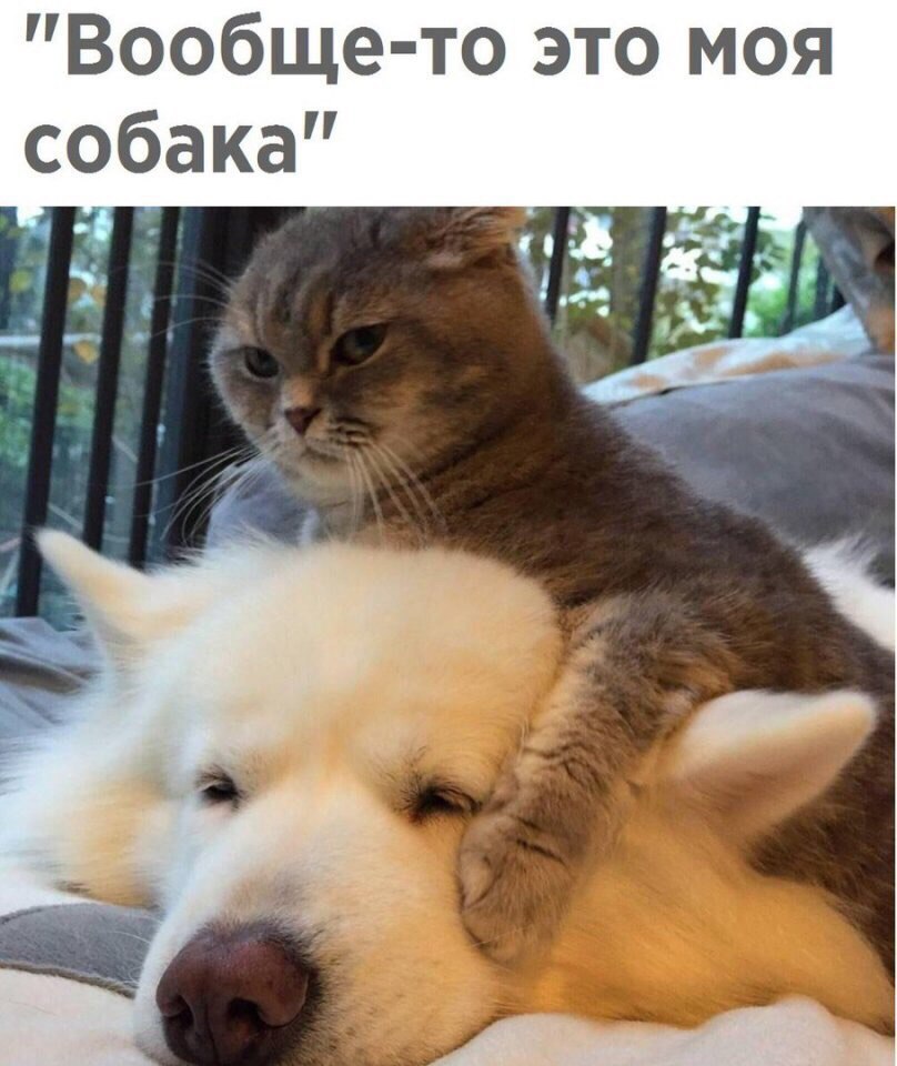 Хозяин собаки