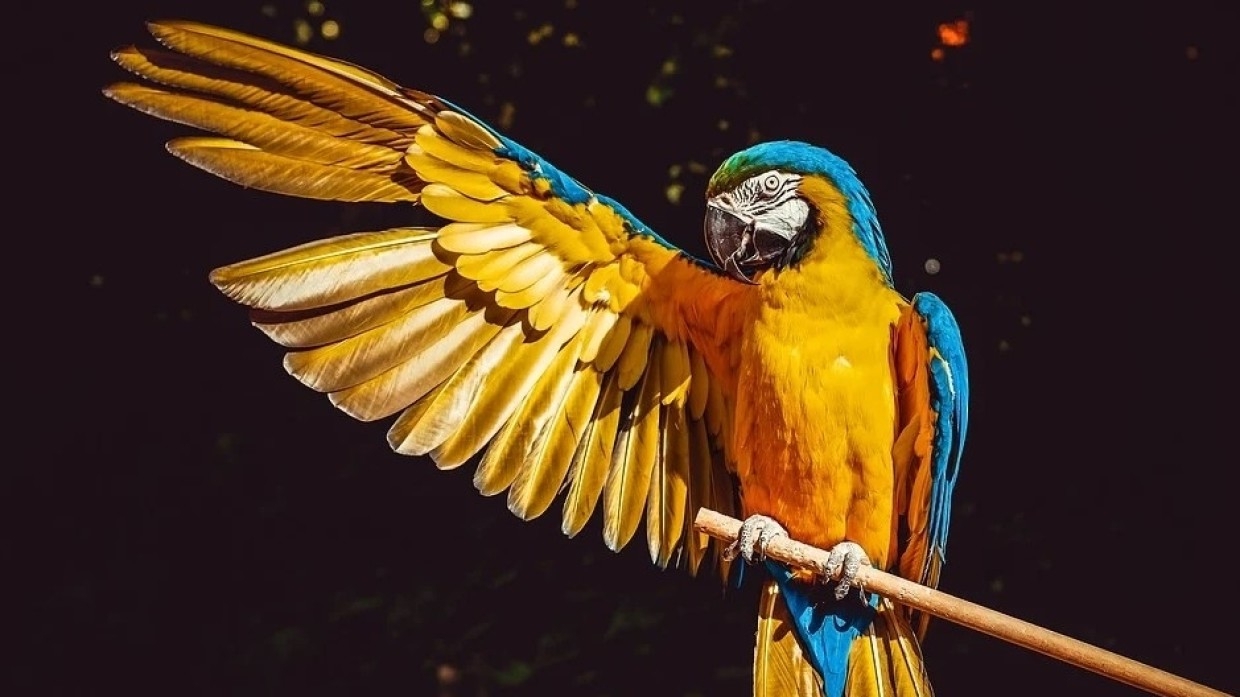 Попугай украл и проглотил 21 бриллиант из ожерелья хозяйки