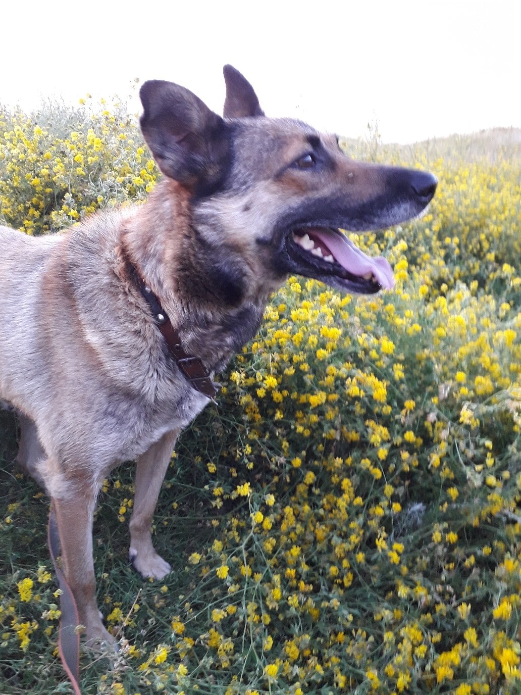 собака на прогулке