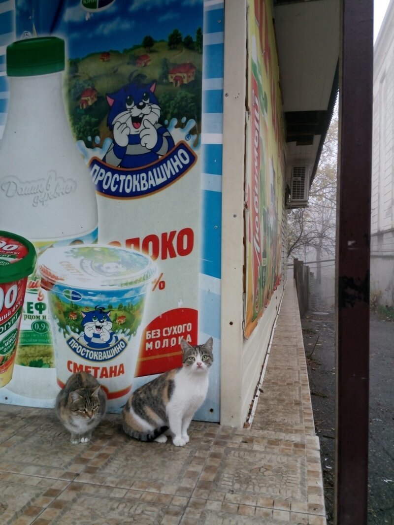 Промоутеры молочной продукции братья наши меньшие, город, кот, кошка, уличные животные, уличные кошки, эстетика