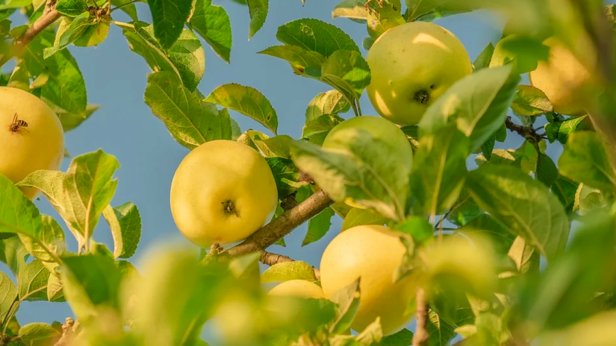 Польские фермеры продолжают терять прибыль из-за российского эмбарго