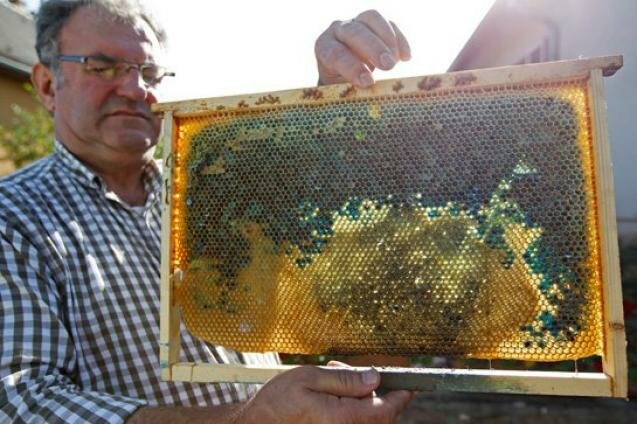 Французские пчёлы начали делать синий и зелёный мёд. Пасечники три недели искали причину пчёлки, местных, мёдом, ульях, неправильные, причину, M&M&039s, пчелы, Тогда, история, стали, обеспечить, смогли, спросПохожая, приключилась, пасечниками, растущий, началось, Бруклина, яркокрасного