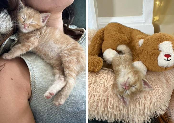 18 обитателей приюта, которые кого хочешь покорят, и моргнуть не успеешь 18 обитателей приюта, которые кого хочешь покорят, и моргнуть не успеешь