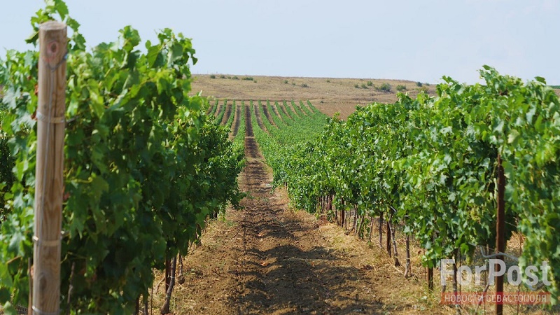 крым вилино питомник виноградники виноград сельское хозяйство