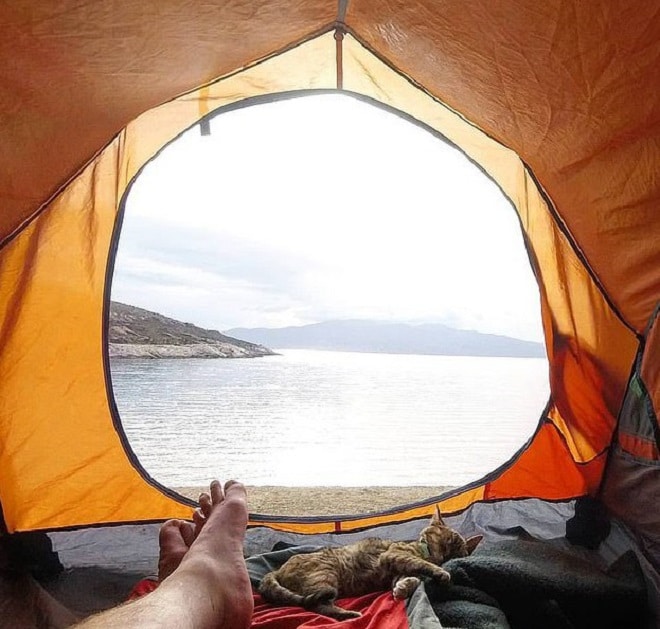 Голодный котенок, которого спас мужчина, отважно путешествует с ним по белу свету на велосипеде Голодный котенок, которого спас мужчина, отважно путешествует с ним по белу свету на велосипеде истории из жизни