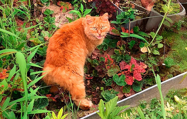 Чудеса там, где их любят Чудеса там, где их любят