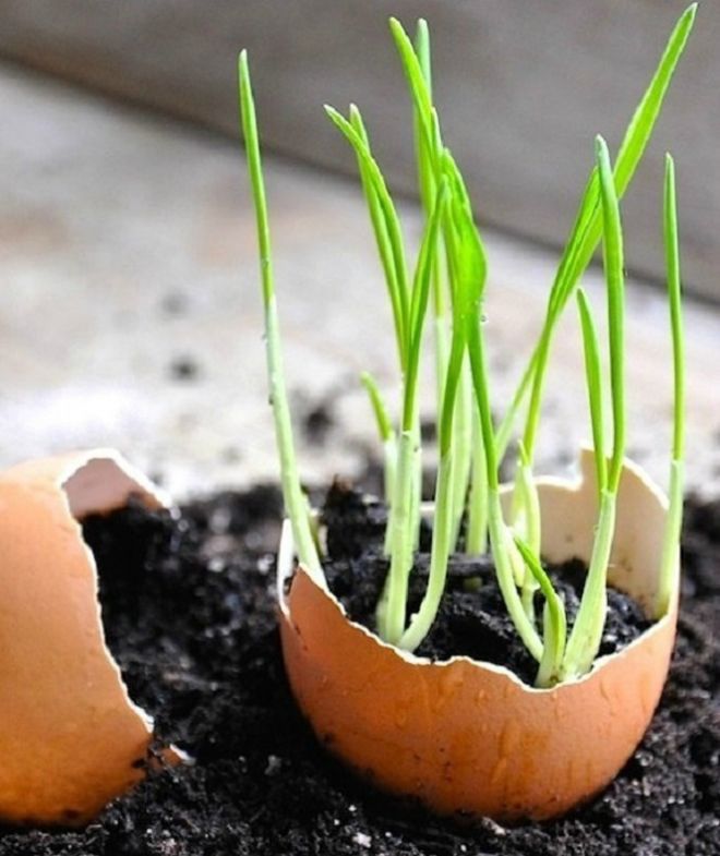 23 гениальные хитрости, которые пригодятся в саду 23 гениальные хитрости, которые пригодятся в саду дача,полезные советы,сад и огород