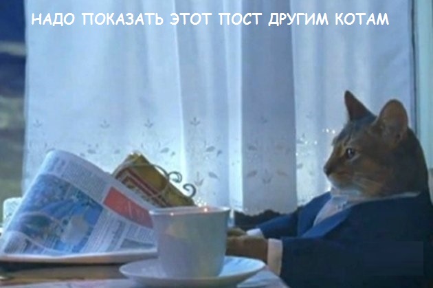 Такие разные и забавные котики Такие разные и забавные котики