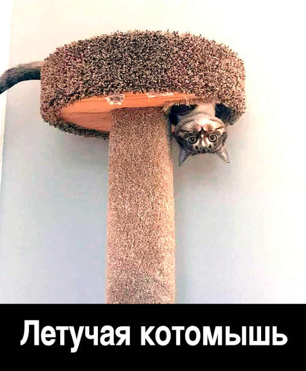 изображение: Летучая котомышь #Котоматрицы
