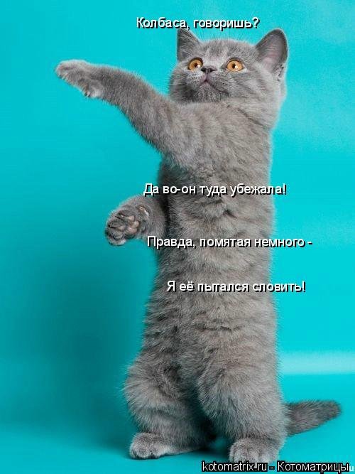 Лучшая котоматрица недели