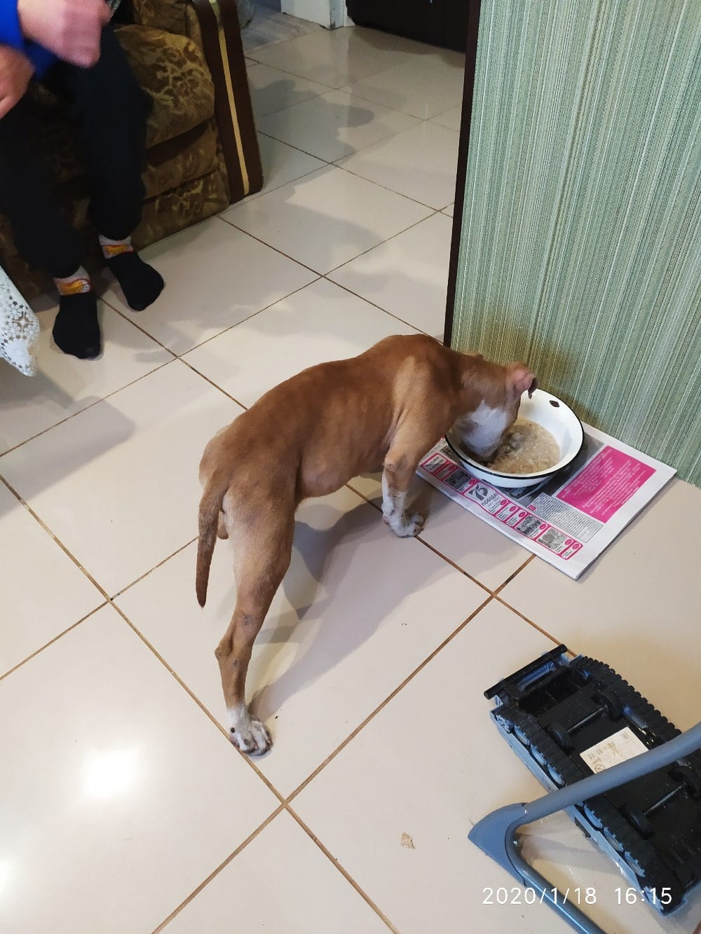 щенок кушает