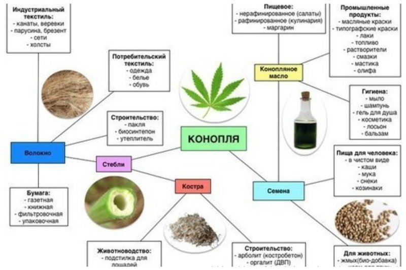 Конопля - ценный продукт, все части которого исключительно пригодны для переработки и использования конопля техническая, медицина в США, пенька, продукты из конопли