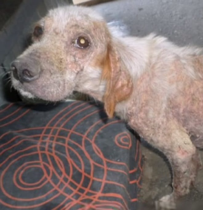 Грустный пес