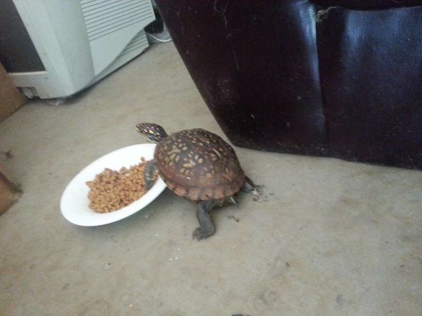 Something Has Been Stealing Cat Food And Leaving Mystery Poops In The Garage. Finally Caught The Culprit In The Act. I Was Not Expecting This