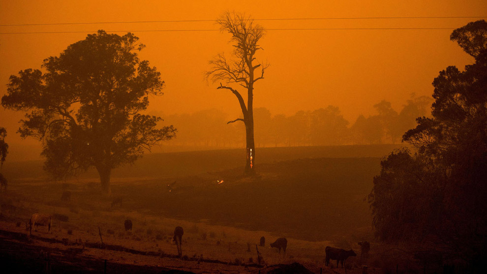 В Австралии бушуют лесные пожары Путешествия,фото