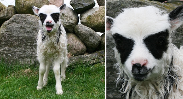 Heavy Metal Animals