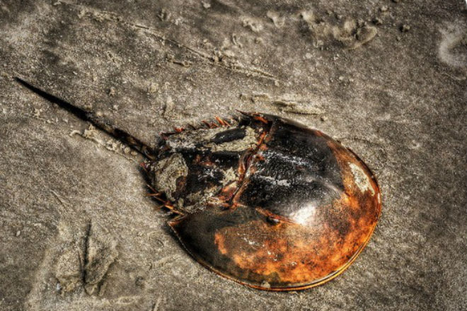 Самое древнее существо Земли живет под водой