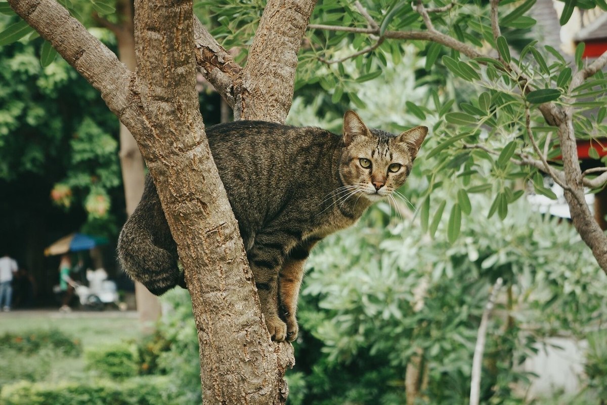 Россияне скинулись деньгами и спасли застрявшую на дереве кошку