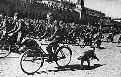 Велосипедные военные собаководы. Парад 1 мая 1938г.