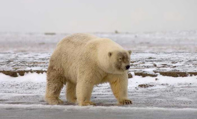 На Аляске обнаружили новый вид полярных медведей, которого еще 20 лет назад не было медведей, гризли, полярных, предполагают, появлении, больше, Ученые, поколения, отлично, качества, лучшие, только, белых, взяли, территорию Гибриды, первые, крайней, чужую, заходить, предпочитают