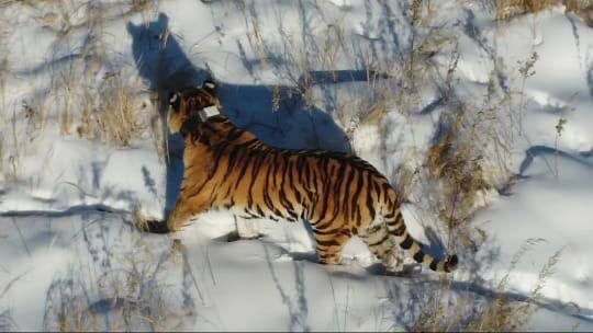 Тигрица прошлась вдоль погранзаставы в Амурской области