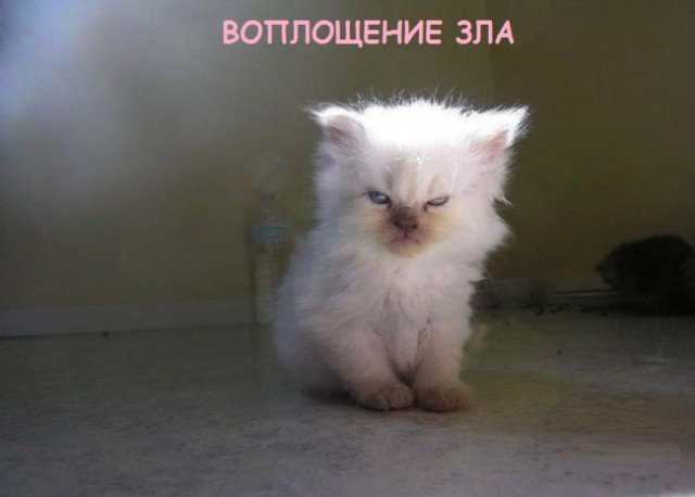 Такие разные и забавные котики Такие разные и забавные котики