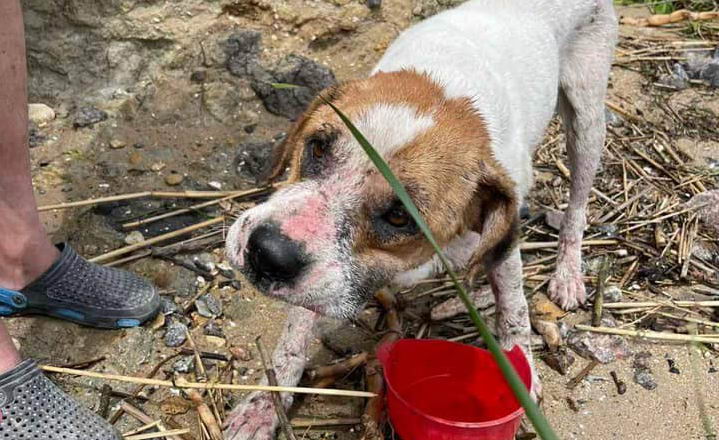 Апокалипсис в пропахшей трупом Украины Одессе Апокалипсис в пропахшей трупом Украины Одессе украина