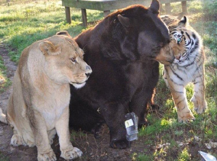 Медведь, лев и тигр — лучшие друзья, которые неразлучны вот уже 15 лет! дружба,животные,интересное,позитив