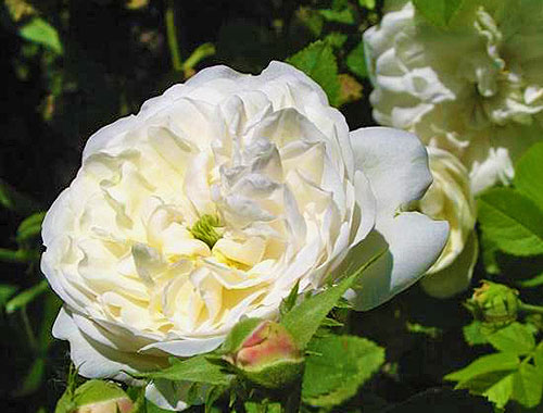 Роза сорта madame-plantier