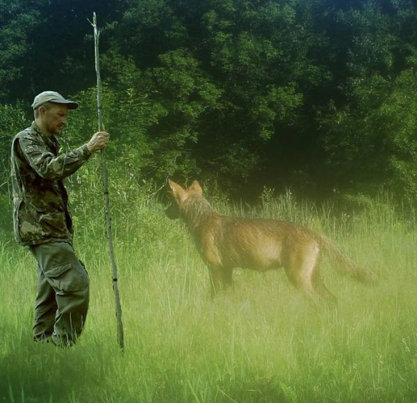 Мужчина установил фотоловушки возле Чернобыля. Камера зафиксировала невероятное!