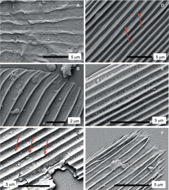 Рис. 5. Микроструктура найденных чешуек, изученная под сканирующим микроскопом. А — чешуйка первого типа, B — чешуйка второго типа, верхний край, C–E — детали строения чешуек второго типа, F — чешуйка неясного происхождения с бахромой по краям. Изображение из обсуждаемой статьи в Science Advances
