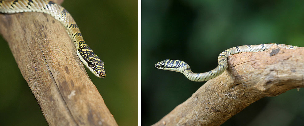 Chrysopelea taprobanica