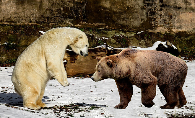 На Аляске обнаружили новый вид полярных медведей, которого еще 20 лет назад не было медведей, гризли, полярных, предполагают, появлении, больше, Ученые, поколения, отлично, качества, лучшие, только, белых, взяли, территорию Гибриды, первые, крайней, чужую, заходить, предпочитают