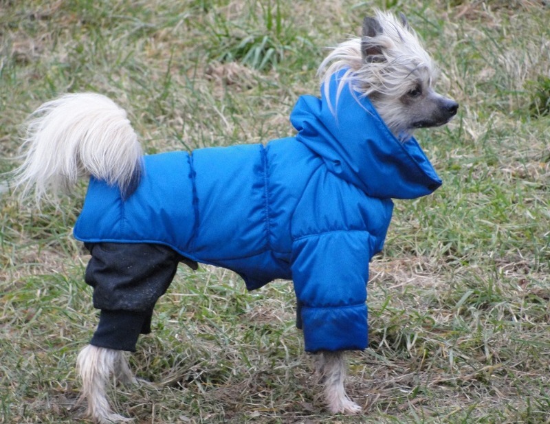 Породы собак, которых не стоит выпускать на мороз без собачьей одежки можно, время, комбинезон, питомец, породы, животное, очень, одежде, собак, нуждается, может, будет, собака, должен, чтобы, мороз, использовать, одежды, только, просто