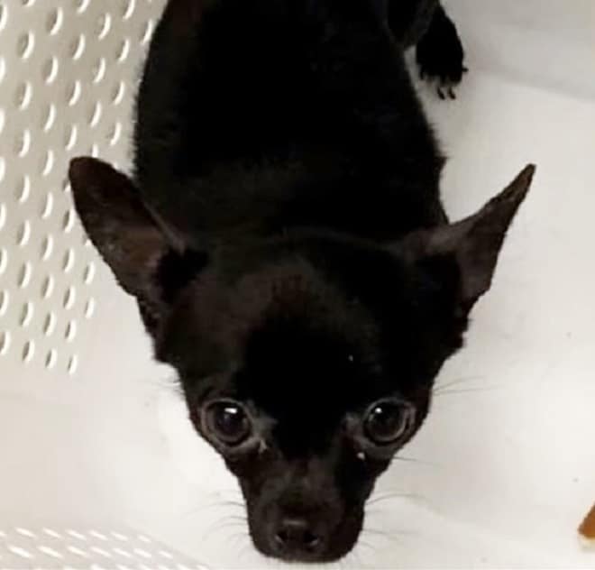 Пес в клетке