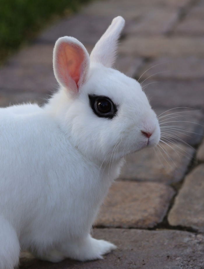 Heavy-metal-animals