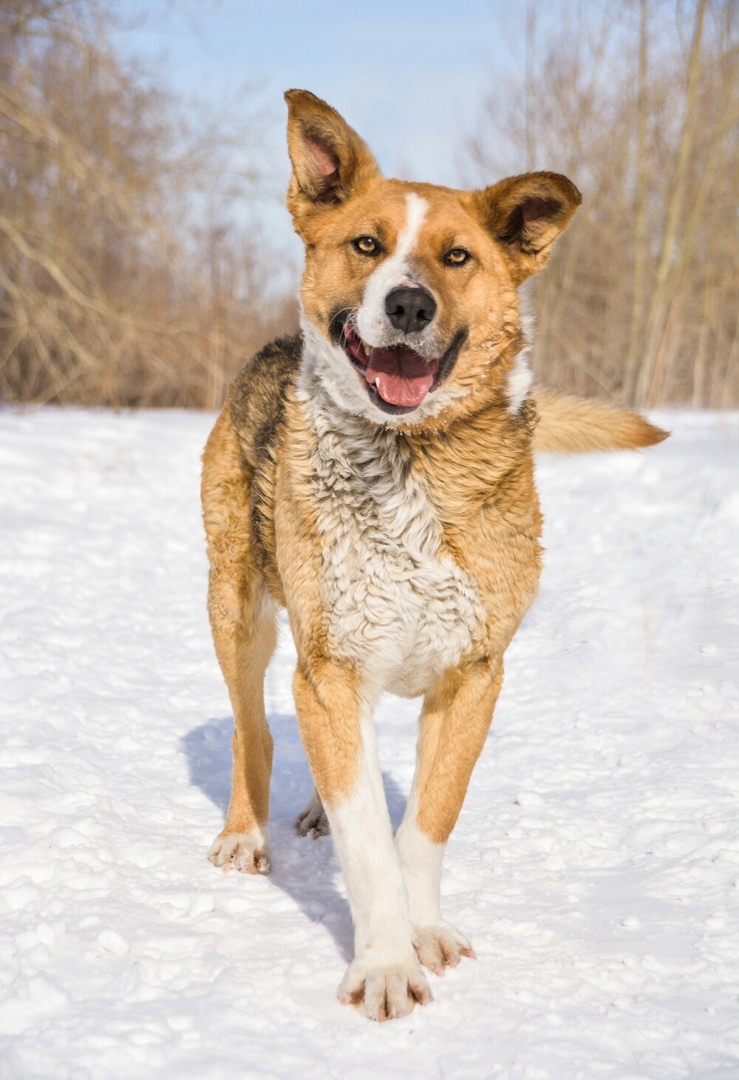 Хозяева не пустили собственного пса домой после прогулки 