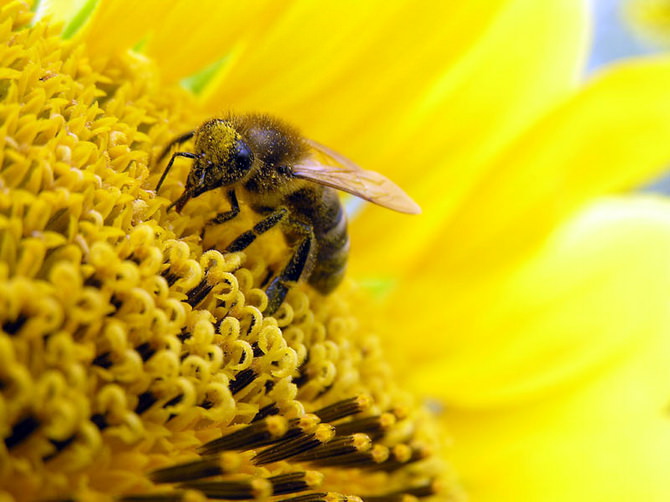 Из чего состоит натуральный пчелиный мед? здоровье,ЗОЖ,питание,полезные продукты